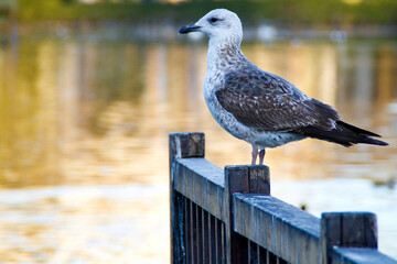 Pajaros y aves como gaviota, paloma, pato o pollo en el Parque de la Paloma, Benalmadena, Costa del Sol, Malaga, Andalucia, Andalusia, España, Spain
