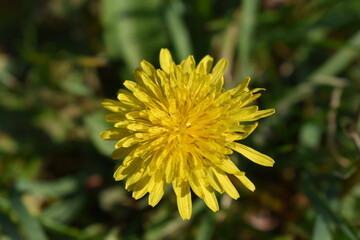 yellow dandelion flower in spring