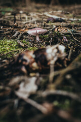 Mushroom during autumn in the forest ready to harvest