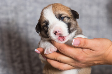 cute newborn puppy, welsh corgi pembroke breed