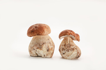 Beautiful fresh porcini mushrooms  on white background isolated season healthy food 