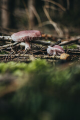 Mushroom during autumn in the forest ready to harvest