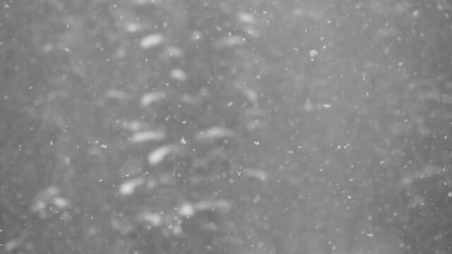 Blizzard - Snow Storm detail in SLOW MOTION HD VIDEO. Wild Flying snowflakes in the wind. Low depth of field and blurred pine trees in the background. Close-up. Half speed