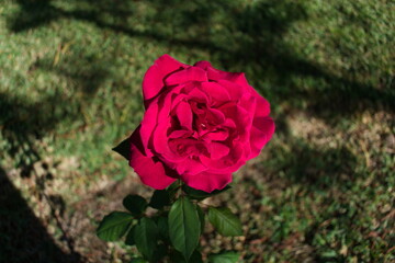 The beautiful plants in my garden