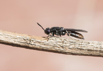 Hermetia illucens black soldier fly insect about 2 cm long black with bluish flashes and part of abdomen and white legs perched on a twig