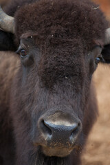 American Bison outdoors in nature