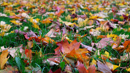 Autumn leaves