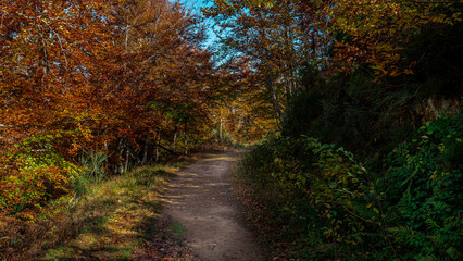 Fototapeta na wymiar Camino de ruta por un bosque de montaña lleno de hayas multicolores en otoño 