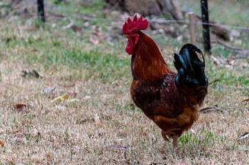 Red and Green King Parrot on a bird feeder swinging from a tree