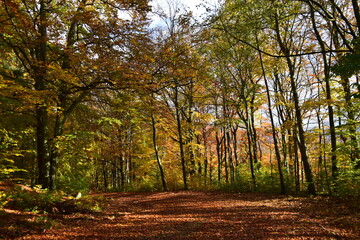 Obraz premium autumn in the forest