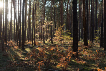 Small trees in the coniferous forest in autumn