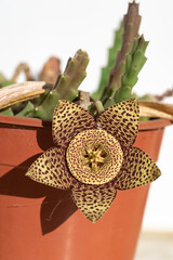 Cacto Estrela