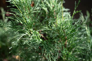 Green branch of juniper background