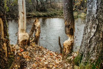 Beaver chewing down a tree. Beavers destruction in Czech.The beaver work. Beaver is cutting a tree to build a dam. Trees in woods gnawed by beavers. Trunk of large tree gnawed by river animals. © Eva