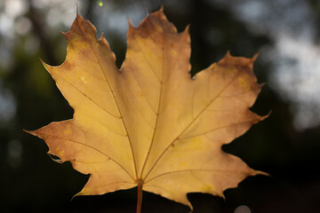maple leaf, autumn, yellow, brown, 