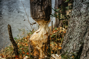 Beaver chewing down a tree. Beavers destruction in Czech.The beaver work. Beaver is cutting a tree to build a dam. Trees in woods gnawed by beavers. Trunk of large tree gnawed by river animals