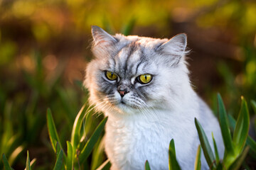 Naklejka na ściany i meble Beautiful grey persian chinchilla cat with big green eyes. Cat sitting in the grass outdoors.
