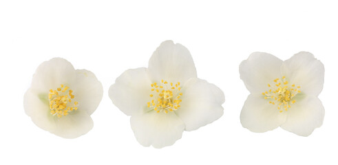 Jasmine flowers isolated on white background, clipping path