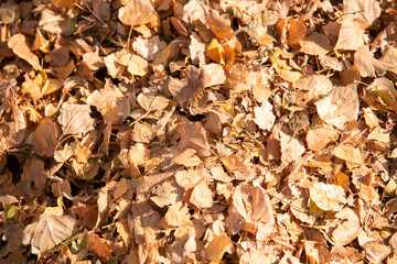 Autumn yellow leaves on the ground. Autumn natural background.