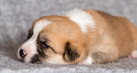 cute puppy lies, welsh corgi breed