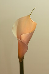 Calla
