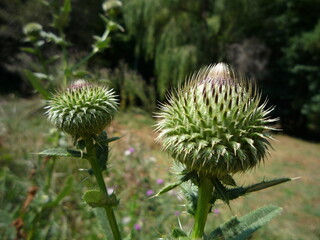 thistle in the park