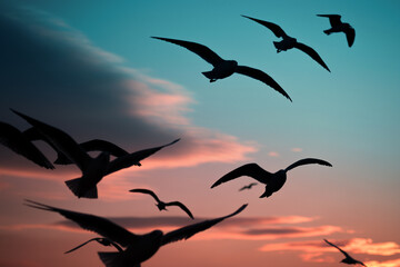 Silhouette of seagulls on a blue sky on sunset.