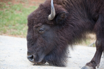 American Bison outdoors in nature