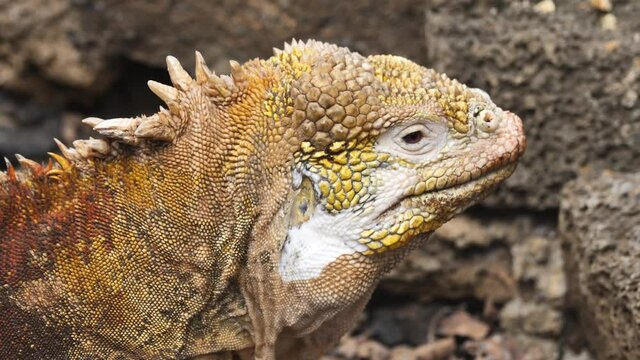 Close Up Galapagos Land Iguana Lizard, Charles Darwin Research Station