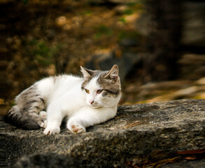 Naklejka na ściany i meble A beautiful white and gray cat lies on a stone slab in an autumn forest. Background yellow blurred