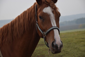 Fototapeta premium portrait of a horse