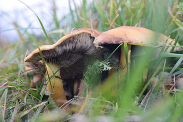 Obraz premium mushrooms in the grass