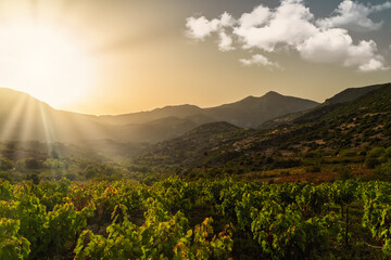 Rich vineyards of the inner valleys of the Peloponnese Pensinsula in Southern mainland Greece