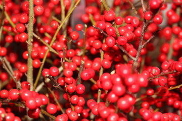 Ilex beeren