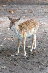 Japanese deer or sika (in german Sikahirsch exact Dybowski-Hirsch) Cervus nippon exact Cervus nippon hortulorum