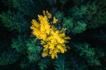 Fototapeta na wymiar Yellow tree in green forest
