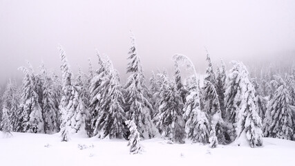Trees covered with snow on a mountain slope.