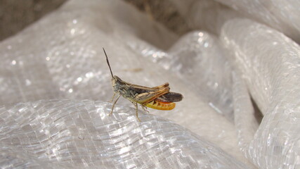 Grasshopper singing in summer, sing.
close up of a grasshopper, insects in the city, 
Wings of insects. Eyes of insect.
Macro image, insect, bugs, bug, animals, animal, wild nature sounds, wildlife