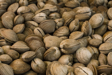 clams