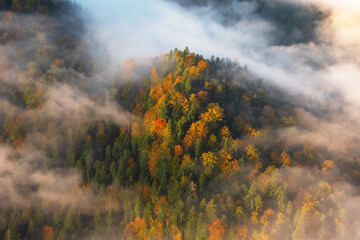 Fototapeta premium Fog in the mountain forest with yellow and red leaves, top view