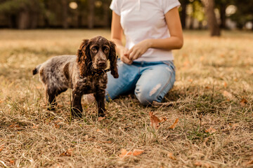 Teenager girl with glasses playing on grass with her little dog, brown cocker spaniel puppy,...