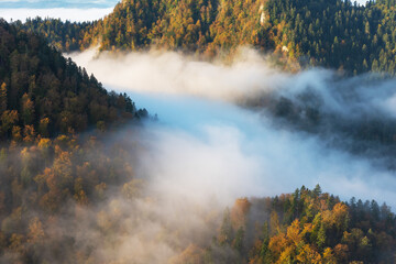 Fog in the mountain forest with yellow and red leaves, top view