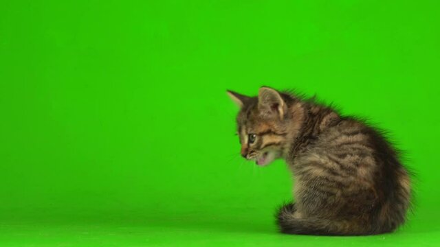 Little gray kitten kitty plays on a green screen background.