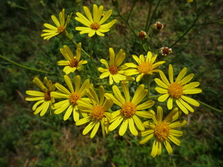 yellow flowers on meadow