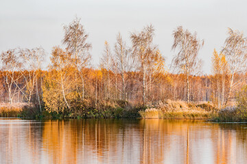 Birch trees by the lake at sunset.