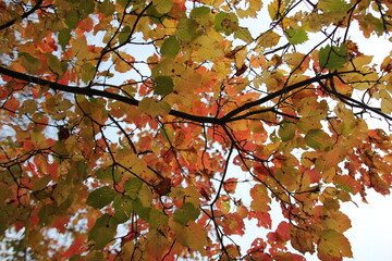 
yellow, red and green leaves bottom view