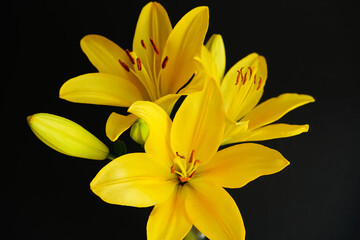 Beautiful bouquet of yellow lilies on black background