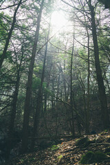 Obraz premium Waterfall