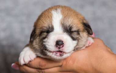 newborn corgi puppy smiling in a dream