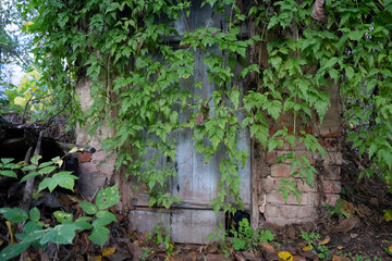 Cellar overgrown with green clematis liana